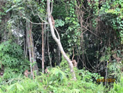 Spotted pig tail macaque
